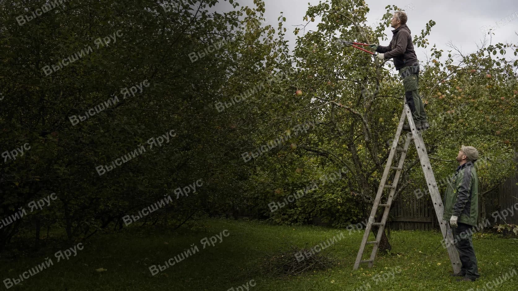 Садовое дерево после аккуратной обрезки возле дома — Дмитров